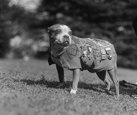 الكلاب في حروب الأتحاد السوفيتي مع هتلر
